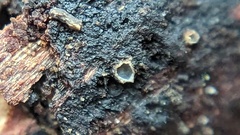 Sphaerobolus stellatus