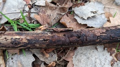 Sphaerobolus stellatus