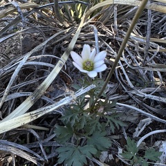 Anemone tuberosa