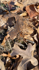 Polypremum procumbens