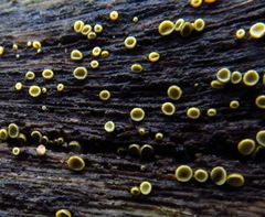 Chlorosplenium