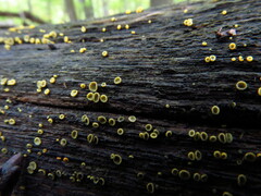Chlorosplenium
