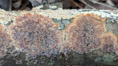 Phlebia radiata
