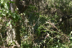Trithrinax campestris