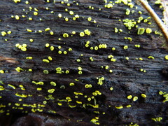Chlorosplenium
