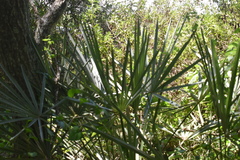 Trithrinax campestris