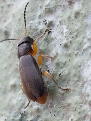 Buphonella murina