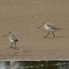Limosa lapponica baueri