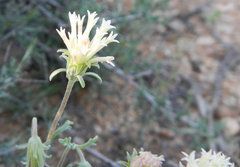 Chaenactis macrantha