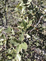 Quercus crassifolia