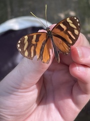Ithomia heraldica