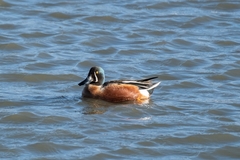 Spatula clypeata × cyanoptera