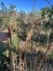Andropogon cretaceus