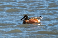 Spatula clypeata × cyanoptera