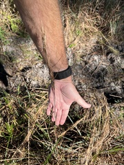 Andropogon cretaceus