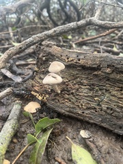 Coprinopsis uliginicola