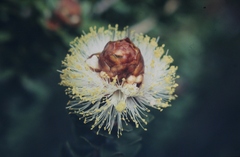Melaleuca megacephala