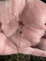 Rhynchospora fascicularis