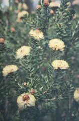 Melaleuca megacephala
