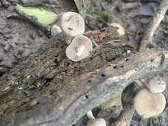 Coprinopsis uliginicola