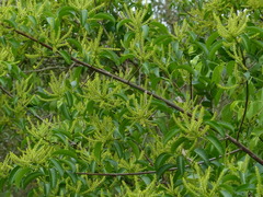 Excoecaria agallocha