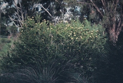 Melaleuca megacephala