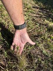 Rhynchospora fascicularis