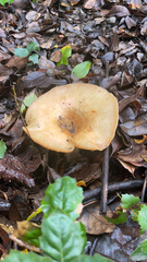 Lactarius alnicola