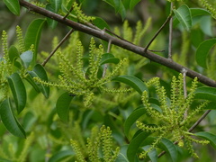 Excoecaria agallocha