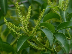 Excoecaria agallocha