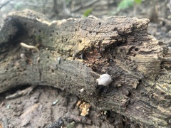 Coprinopsis uliginicola