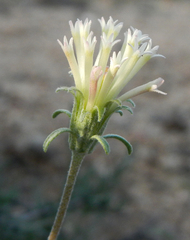 Chaenactis macrantha