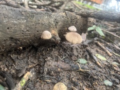 Coprinopsis uliginicola