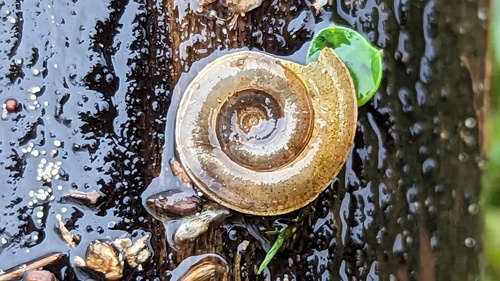 Margined Ram's-horn, Noordwijk, Zuid-Holland, Netherlands, photo 7 of 10
