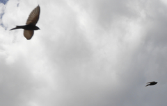 Psalidoprocne pristoptera