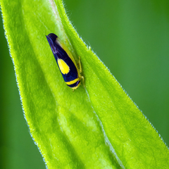 Colladonus clitellarius