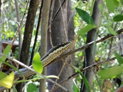 Philodryas chamissonis