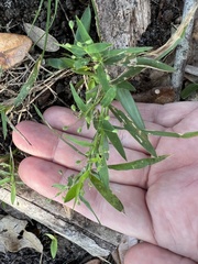 Dichanthelium patulum