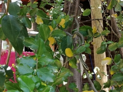 Philodryas chamissonis