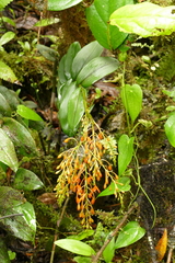 Epidendrum spathatum