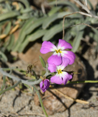 Malcolmia littorea