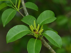 Excoecaria agallocha