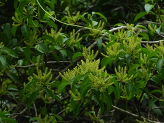 Excoecaria agallocha