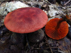 Cortinarius marylandensis