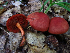 Cortinarius marylandensis