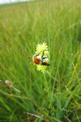 Bombus muscorum