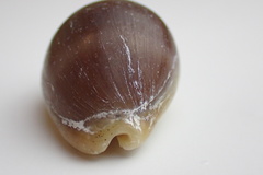 Luria cinerea