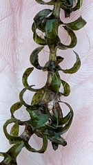 Elodea