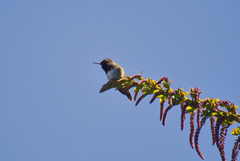 Selasphorus flammula