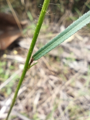 Sida linifolia